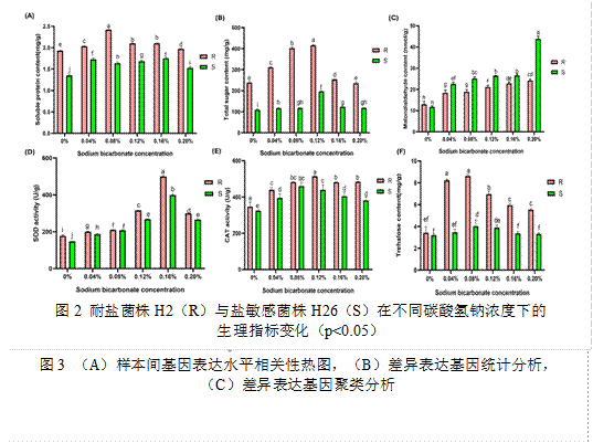  图3 （A）样本间基因表达水平相关性热图，（B）差异表达基因统计分析，（C）差异表达基因聚类分析, 图1 不同碳酸氢钠浓度下H2（A）和H26（B）菌株的菌丝形态, 图2 耐盐菌株H2（R）与盐敏感菌株H26（S）在不同碳酸氢钠浓度下的生理指标变化（p<0.05）